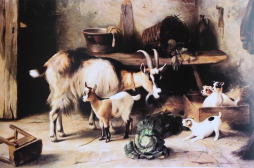 Edgar caccia capre - capre, e