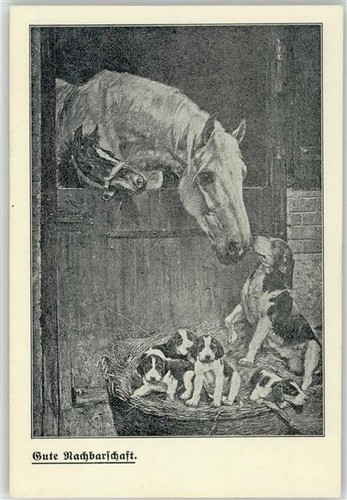 10012640 cavallo puledro - cavallo,,