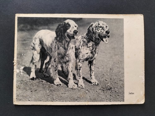 Setter cani razza cecami - setter,