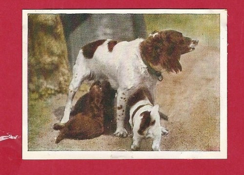 Quadro da collezione - 31/83,