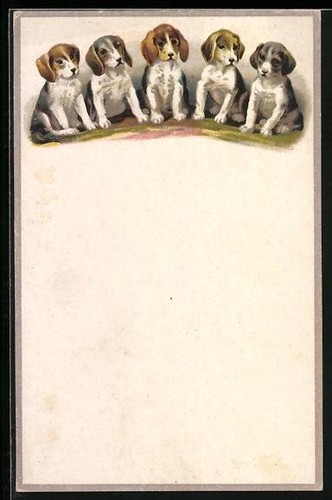 Cartolina cinque cuccioli - cinque, di