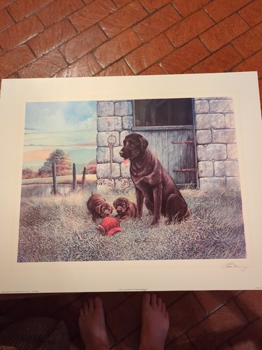 Chocolate lab cane cuccioli - cane,