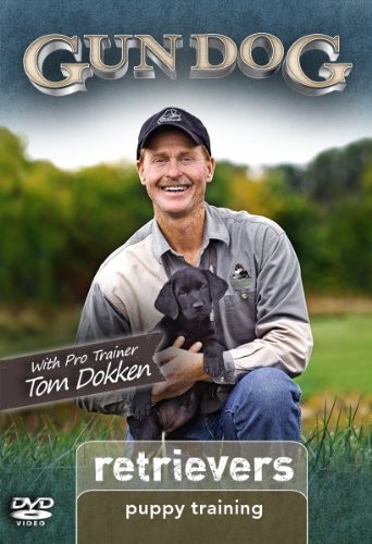 Gun dog puppy training - dog,